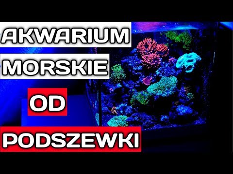 Akwarium Morskie Od Podszewki