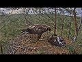Latvian Golden Eagles ~ Spilve Tries To Wake Up Klints! Touches & Watches Her Deceased Eaglet 7.1.20