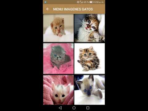 Imagenes de Gatos:Fondos de pantalla de gatitos Video