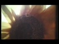 Neotropic - Sunflower Girl