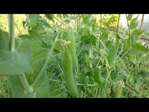 Erbsen ernten - der richtige Zeitpunkt und so einfach geht's mit dem verarbeiten.