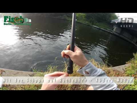 Stippen wie Matze Koch Rotfedern mit Maden Brücken Angeln