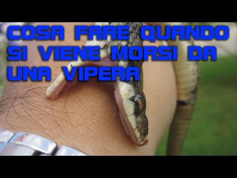 download lagu mp3 mp4 Morso Di Vipera, download mp3 Morso Di Vipera free downloadn, video klip Morso Di Vipera