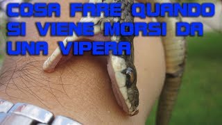 Cosa fare quando si viene morsi da una Vipera