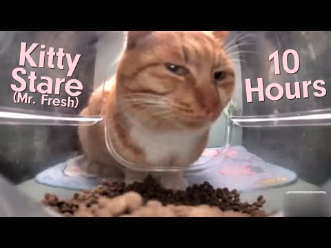 Mr Fresh Cat 10 Hours