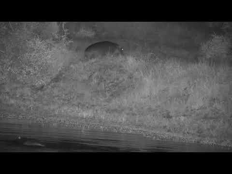 Djuma: Two Hippos leave separately-going down Central Road - 03:38 - 03/20/2022