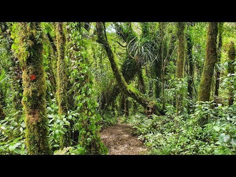 Te Araroa New Zealand 2019/2020 - Day 5: Mud in Tastes Forest / km 154
