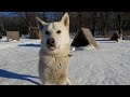 Heiliges Russisches Heulen Ein Bisschen Wolf Husky Und Laika