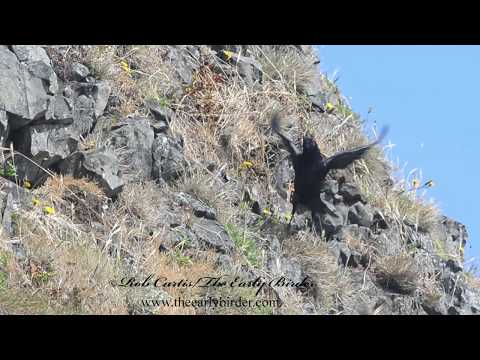 AMERICAN CROW, Corvus brachyrhynchos  feeding