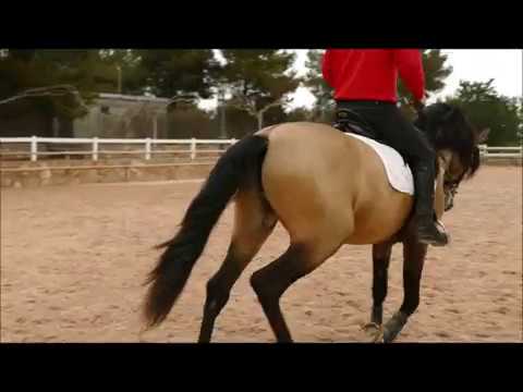 Hortelano débourrage