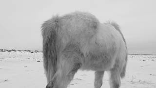 Verneri Pohjola / Mika Kallio - Animal Image (Official Music Video)