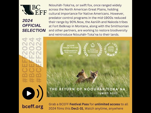 The Return of Nóouhàh Toka'ana (Swift Fox) - BCEFF 2024 OFFICIAL SELECTION