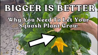 How to Grow #zucchini & #squash Indoors with #towergarden (The BIG Secret!) #garden #farming