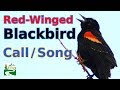 Red-winged blackbird call / song / sounds