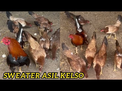 Sweater Kelso Asil Para Show Outdoor Indoor Breeding Pens - Xavier Rodriguez Barrios