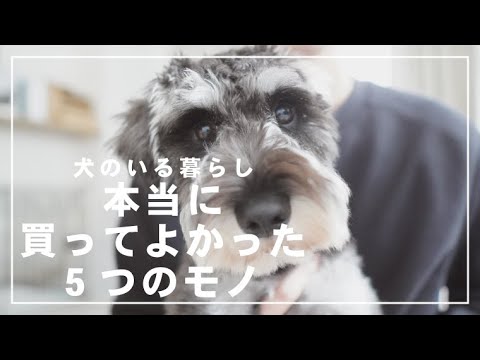 ミニチュアシュナウザー