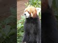 Cute and Funny Moments with 🥰 Red panda Compilation : 5 Interesting Facts about Red panda