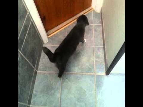 Having a conversation with my cat part #1 🐱