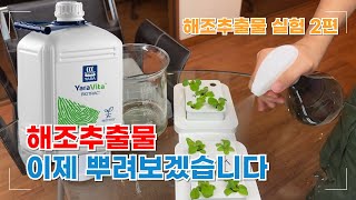 해조추출물 영양제 이제 엽면시비 시작합니다  | 해조추출물 실험 2편 | 농사 100단