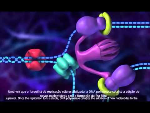 Processo de Replicação do DNA (3D Animation Legendado)