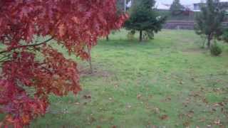 preview picture of video 'NW Expressway & Chambers homeless campsite Eugene Oregon'