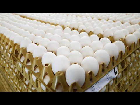 نحو 250 ألف بيضة ملوثة بمبيد فيبرونيل بيعت في فرنسا