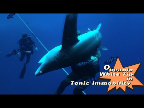 Oceanic WhiteTip Shark - Carcharhinus longimanus - First Time Ever seen in Tonic Immobility!