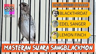 Download lagu Sangblackmon | Pewaris Gen Blackthroat Sanger Dan Lemon Finch | Cocok Untuk Masteran Kenari mp3