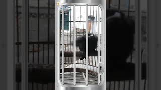 Download lagu Suara burung sri gunting anak mp3