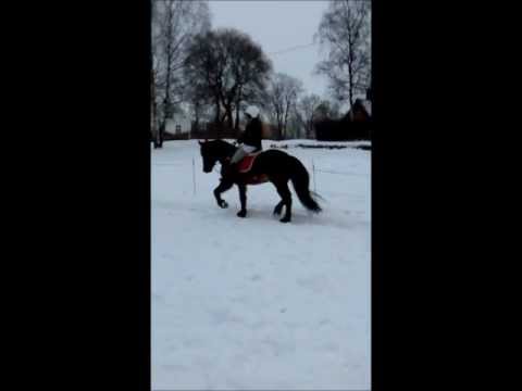 Dressurtrening 17.02.13