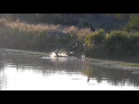 Djuma: African Wild Dogs (Painted Dogs) make two kills at dam - 06:54 - 05/16/21