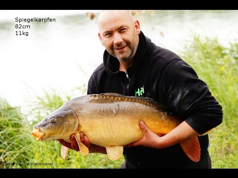 Karpfenangeln 2016 - vom Weißfisch zum Zielfisch