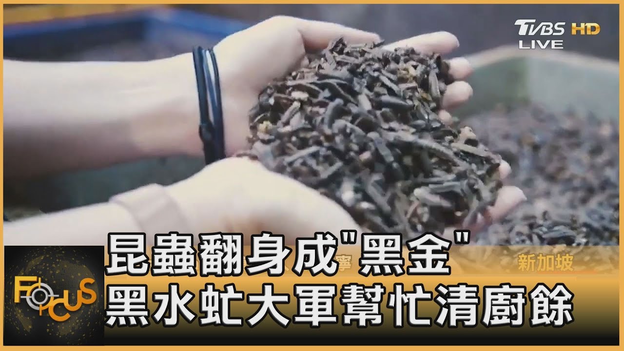 昆蟲翻身成「黑金」 黑水虻大軍幫忙清廚餘