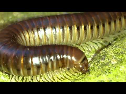 Agriotis Worm Close Up