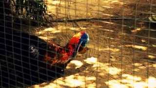 preview picture of video 'Biggest Cassowary Bird in small Cell of Privat Zoo'