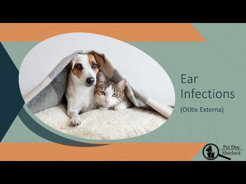 Ear Infections in Dogs and Cats- In Depth