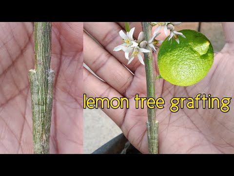 Lemon grafting success in just 30 days | best grafting technique on lemon tree | plant propagation