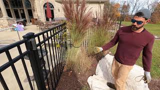How to TIE UP Ornamental Grasses | DIY