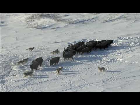 LOBOS GIGANTES CAZAN BISONTES...BUFALOS