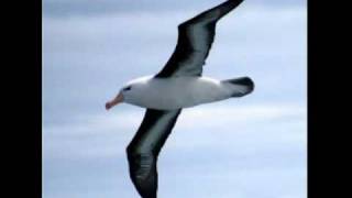 Albatross - studio version