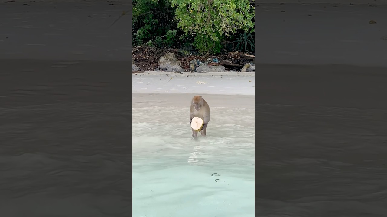 YouTube Short thumbnail