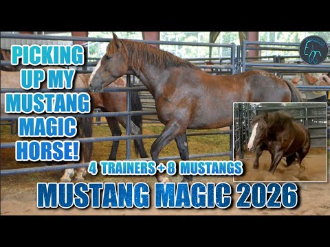 MUSTANG MAGIC PICKUP! Road Trip With 4 Trainers & 8 Wild Mustangs | Mustang Magic 2026