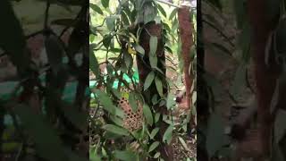 Download lagu Indonesian Vanilla Bean Planifolia & Tahiti by Flavor Nature mp3
