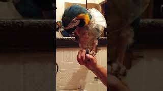 Easy cheap way to help your bird regrow feathers.