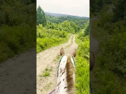 , title : 'Riding My Appaloosa in the Backcountry'