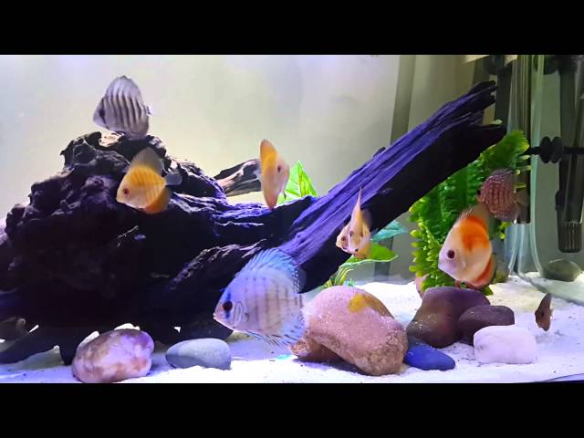 Discus fish Tank 55