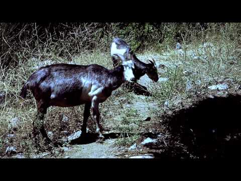 EL SHAAKI - UNO BRODA (Video Oficial)