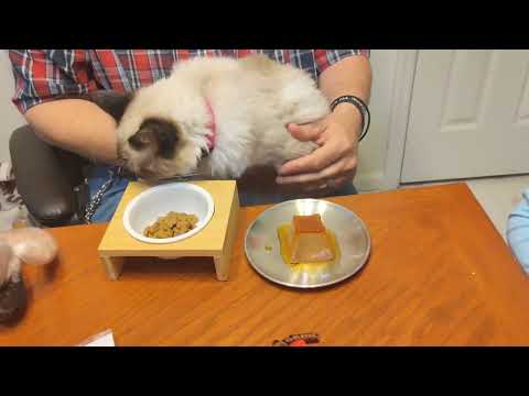 Skyler's Birthday Party! 🥳🎉🥳 #skyler #cat #catanddog #catbirthday