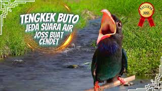Download lagu Tengkek Buto Jeda Suara Air - Masteran Cendet mp3 Download lagu Tengkek Buto Jeda Suara Air - Masteran Cendet mp3