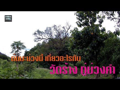 วัดม่วงคำ